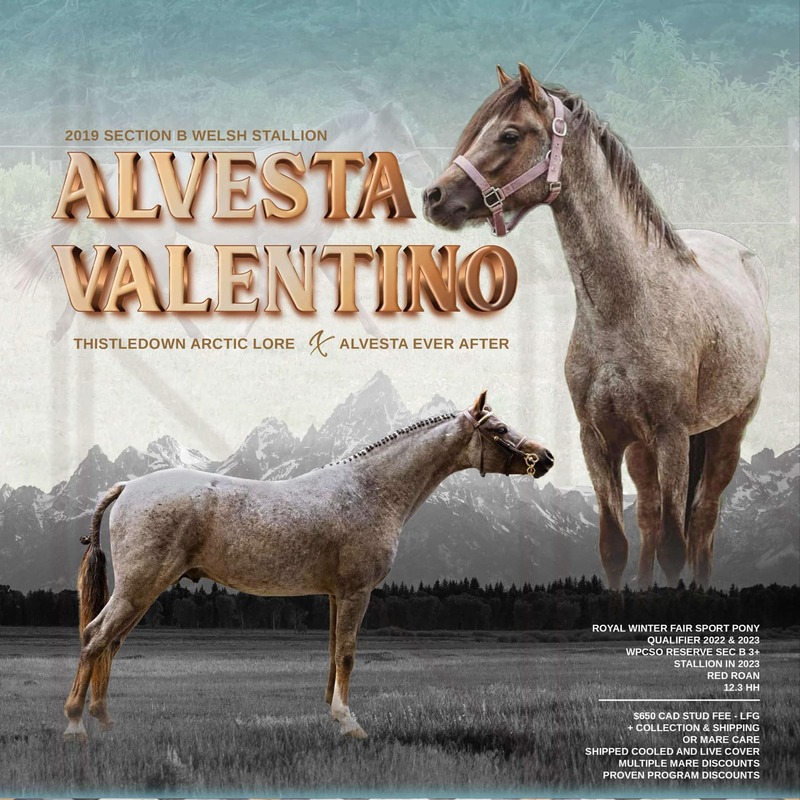ALVESTA VALENTINO owned by Jeena-Marie Burley