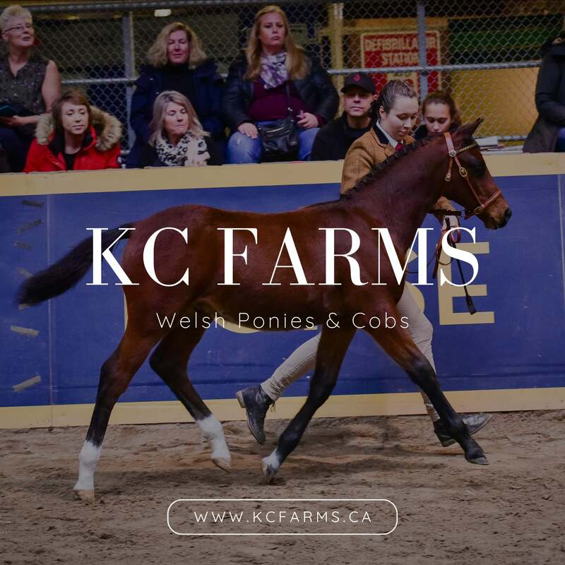 KC FARMS 
Welsh Ponies & Cobs