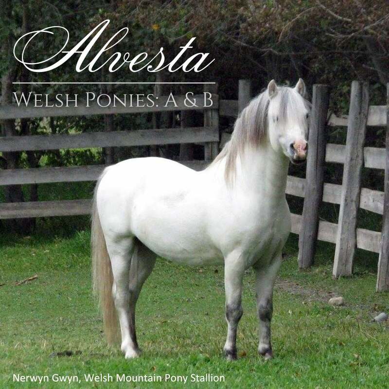 ALVESTA WELSH PONIES 